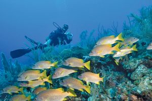 Experiencia de buceo, Playa Coral y Cueva de Saturno, Varadero